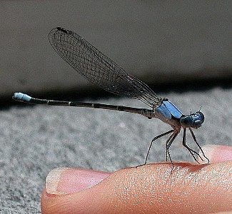 damselfly  (Odonata)