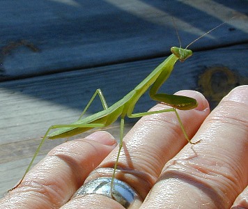 praying mantis   (Mantodea)