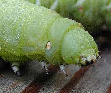 tomato hornworm head  (Lepidoptera)