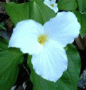 Trillium